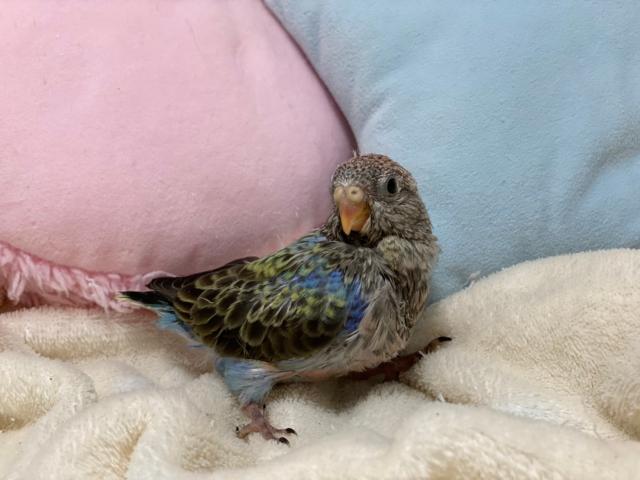 アキクサインコ 子犬や子猫たちのペット販売情報が満載 ペットステーション