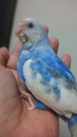 セキセイインコ 子犬や子猫たちのペット販売情報が満載 ペットステーション