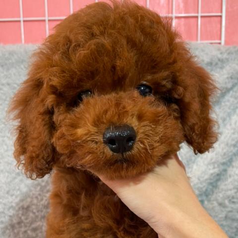 トイプードル 表示価格より五万円引き 大人気犬種 プードル君 子犬や子猫たちのペット販売情報が満載 ペットステーション