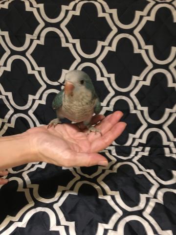 オキナインコ　ブルー