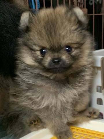 ポメラニアン 子犬や子猫たちのペット販売情報が満載 ペットステーション