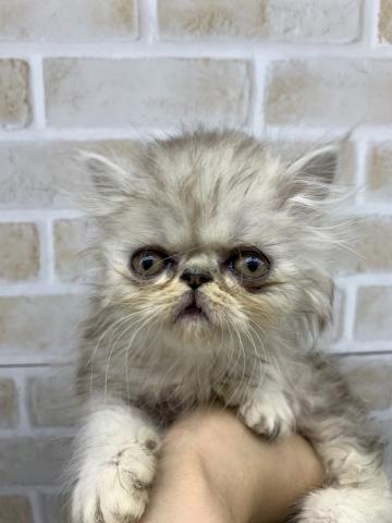 エキゾチックロングヘアー