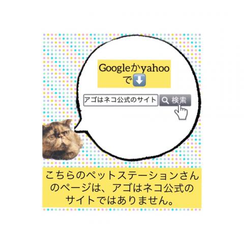 アゴはネコ ﾈｺ専門店代々木駅１分通常販売子猫 里親譲渡ネコ保護猫 東京都 子犬や子猫たちのペット販売情報が満載 ペットステーション