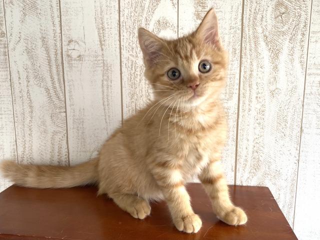 マンチカン 足長 人気の茶トラ柄 子犬や子猫たちのペット販売情報が満載 ペットステーション