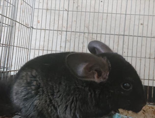 チンチラ 子犬や子猫たちのペット販売情報が満載 ペットステーション