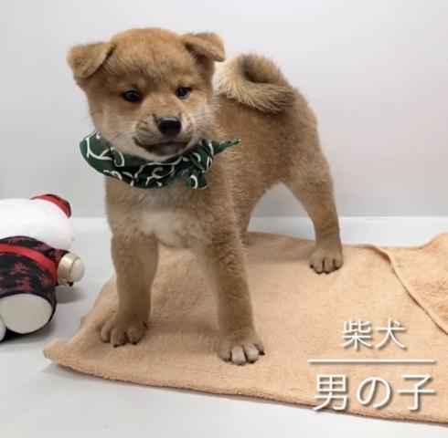 柴犬