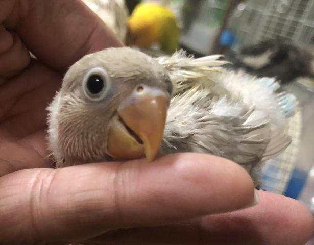 ボタンインコ　ホワイト　雛