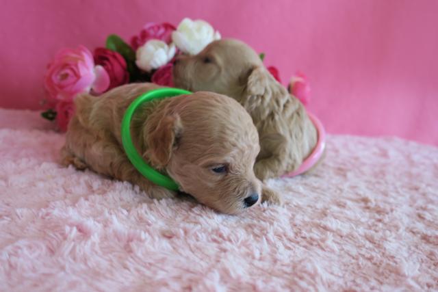 ミミープードル 鹿児島県 子犬や子猫たちのペット販売情報が満載 ペットステーション