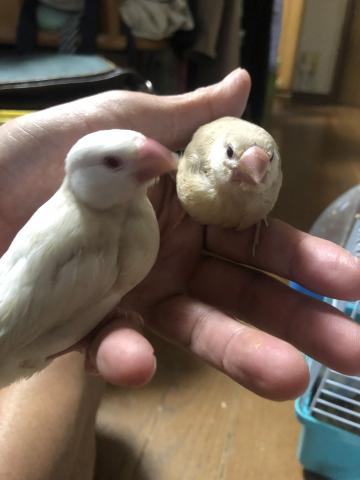 シナモン文鳥　雛