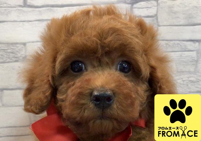 トイプードル 子犬や子猫たちのペット販売情報が満載 ペットステーション