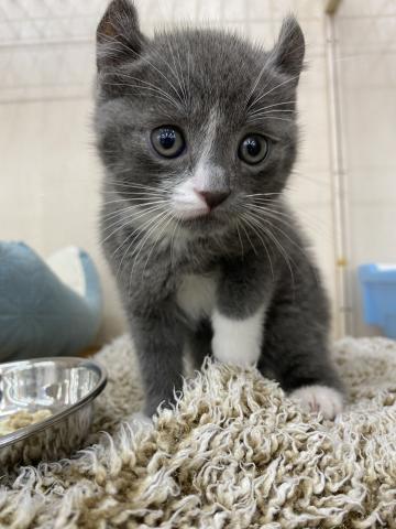 ビバペッツ志木店 埼玉県 子犬や子猫たちのペット販売情報が満載 ペットステーション