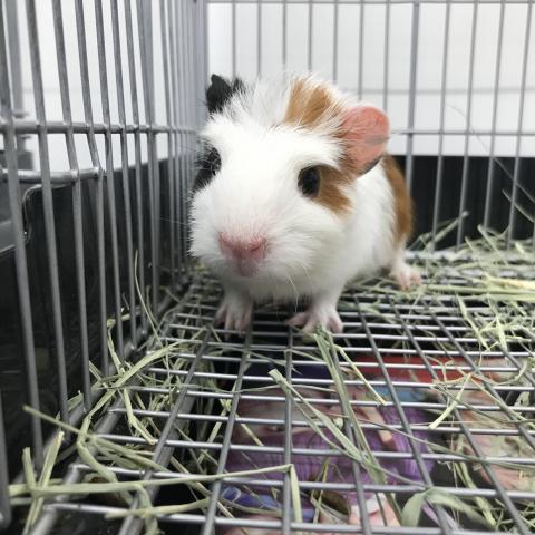 アメリカンクレステッドモルモット 子犬や子猫たちのペット販売情報が満載 ペットステーション