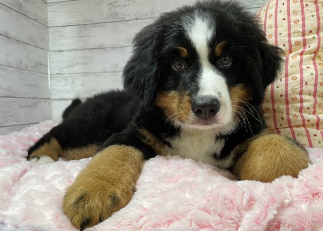 バーニーズマウンテンドッグ 子犬や子猫たちのペット販売情報が満載 ペットステーション