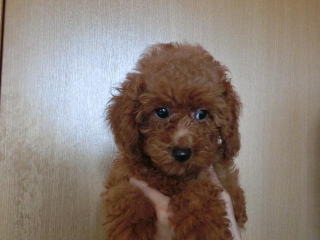 トイプードルお鼻の短い子です 子犬や子猫たちのペット販売情報が満載 ペットステーション