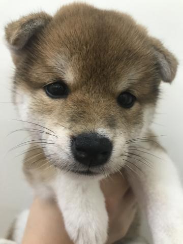 柴犬