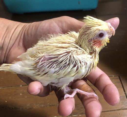 オカメインコ　ルチノー 