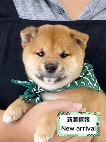 柴犬