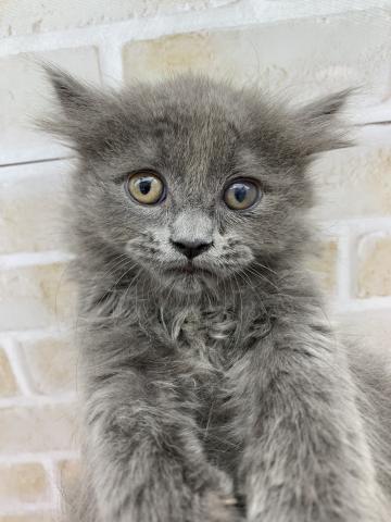 ブリティッシュロングヘアー