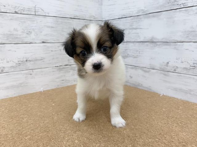 ペットアミ 野田店 千葉県 子犬や子猫たちのペット販売情報が満載 ペットステーション