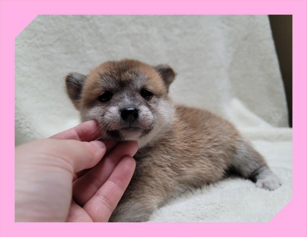 柴犬 子犬や子猫たちのペット販売情報が満載 ペットステーション