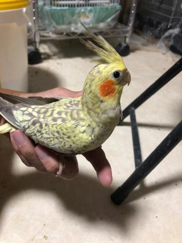 オカメインコ　シナモンパール　手乗り若鳥