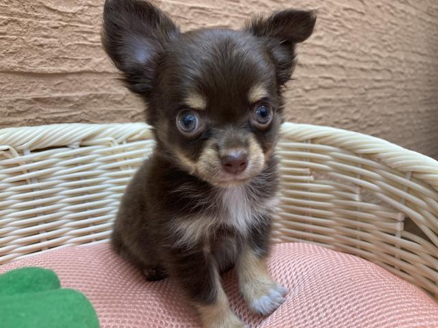 チワワ ロングコート 子犬や子猫たちのペット販売情報が満載 ペットステーション チワワ ロングコート 子犬や子猫たちのペット販売情報が満載 ペットステーション
