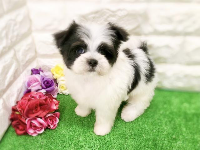 MIX - 子犬や子猫たちのペット販売情報が満載「ペットステーション」