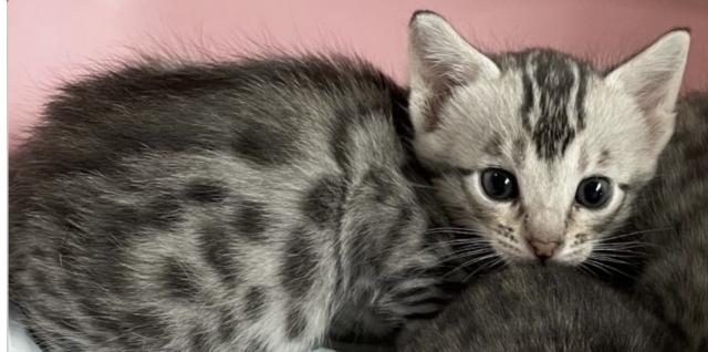 サバンナキャット - 子犬や子猫たちのペット販売情報が満載「ペット