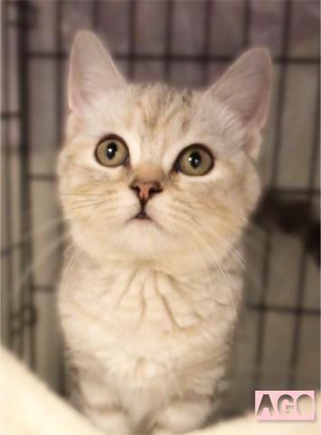 ミヌエット 旧ナポレオン アゴはネコ 代々木 子犬や子猫たちのペット販売情報が満載 ペットステーション