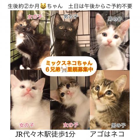 Mix 雑種 里親譲渡の子 アゴはネコ代々木 子犬や子猫たちのペット販売情報が満載 ペットステーション