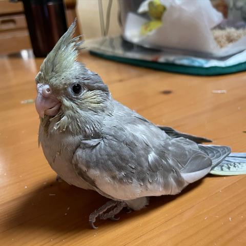 オカメインコ