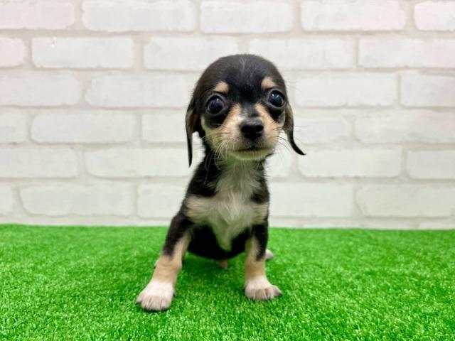 かねだい立川店 東京都 子犬や子猫たちのペット販売情報が満載 ペットステーション