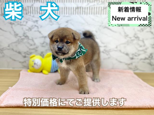 柴犬