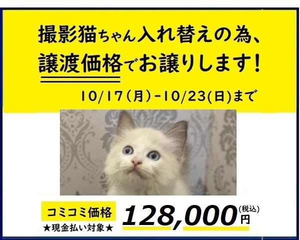 ラグドール 人気のブルーポイントバイカラー 子犬や子猫たちのペット販売情報が満載 ペットステーション