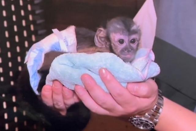 フサオマキザル 子犬や子猫たちのペット販売情報が満載 ペットステーション