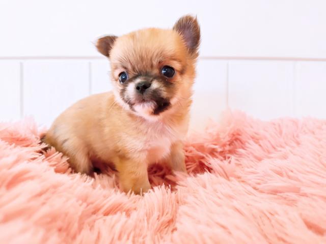 チワワ ロングコート 子犬や子猫たちのペット販売情報が満載 ペットステーション