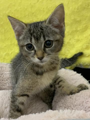 マンチカン 只今 子犬 仔猫 最愛なる可愛いキャンペーン中 子犬や子猫たちのペット販売情報が満載 ペットステーション