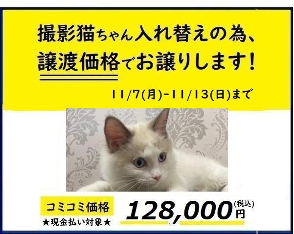 ラグドール 人気のブルーポイントバイカラー 子犬や子猫たちのペット販売情報が満載 ペットステーション