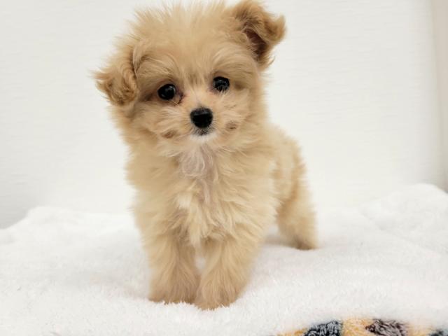 Mix 雑種 トイプードル ポメラニアン 子犬や子猫たちのペット販売情報が満載 ペットステーション