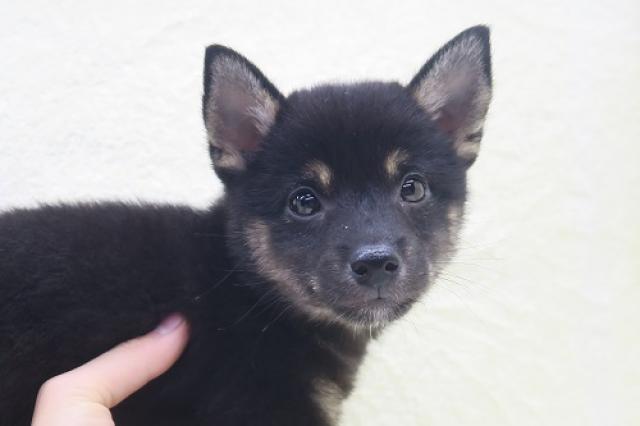 柴犬 子犬や子猫たちのペット販売情報が満載 ペットステーション