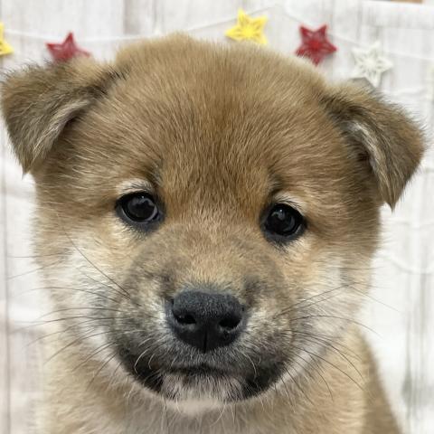 柴犬