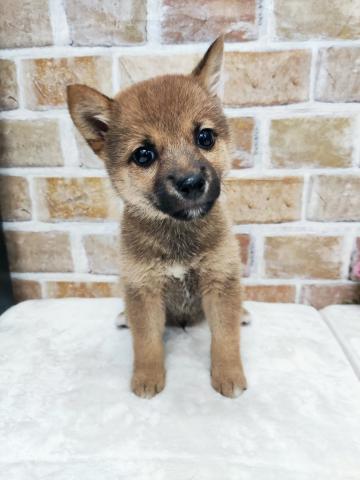 柴犬【動画あり】お写真更新しました！待望の豆柴ちゃんです