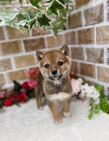 柴犬【動画あり】元気いっぱいな男の子ですが、抱っこがとってもお利口さん(o^―^o)