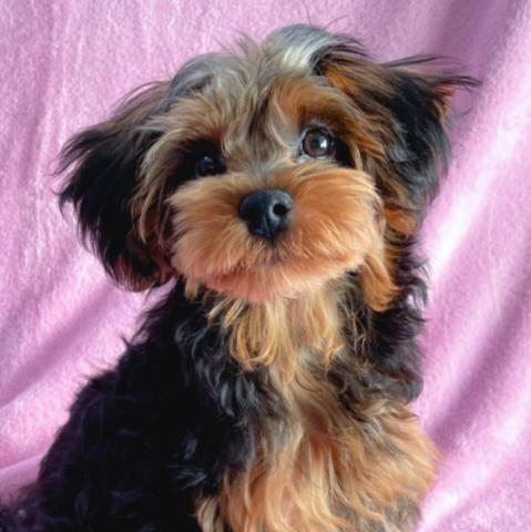Mix 雑種 人気mix ヨープーくん ヨークシャーテリア Tプードル 子犬や子猫たちのペット販売情報が満載 ペットステーション