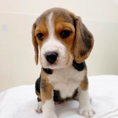 ビーグル 子犬や子猫たちのペット販売情報が満載 ペットステーション