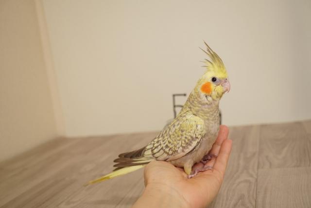 オカメインコ シナモンパール① - 子犬や子猫たちのペット販売情報が