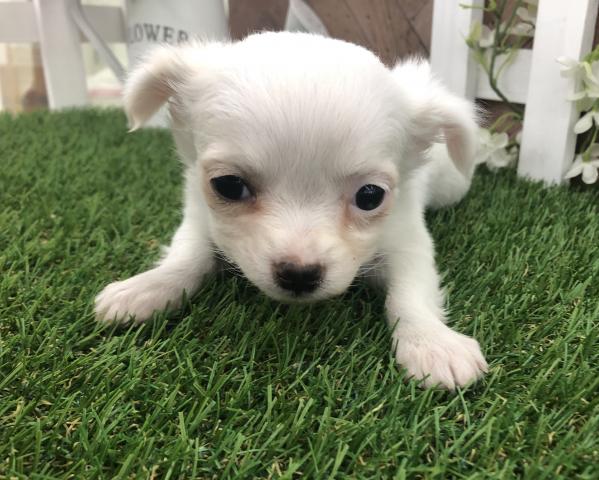 アルビノラメメダカ 子犬や子猫たちのペット販売情報が満載 ペットステーション