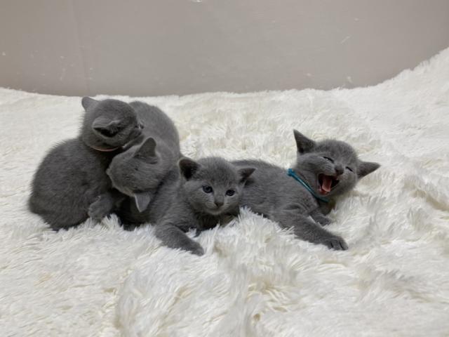 Cattery BASALAの写真(埼玉県和光市)