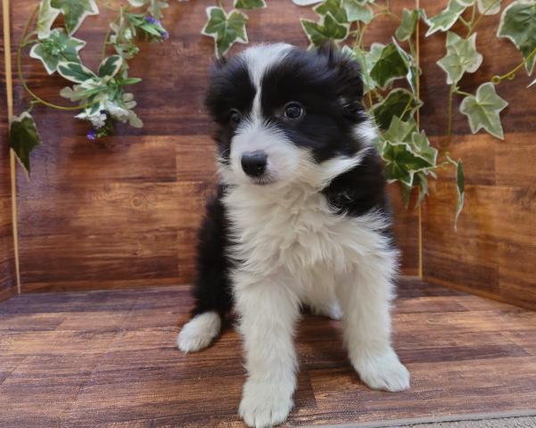 ボーダーコリー 子犬や子猫たちのペット販売情報が満載 ペットステーション