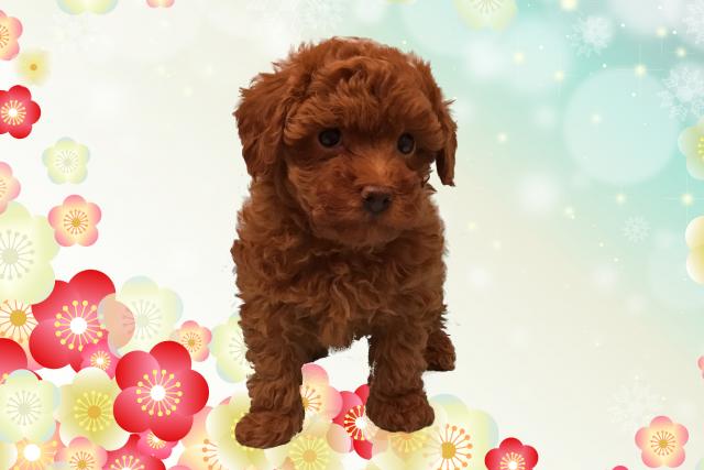 トイプードル 子犬や子猫たちのペット販売情報が満載 ペットステーション